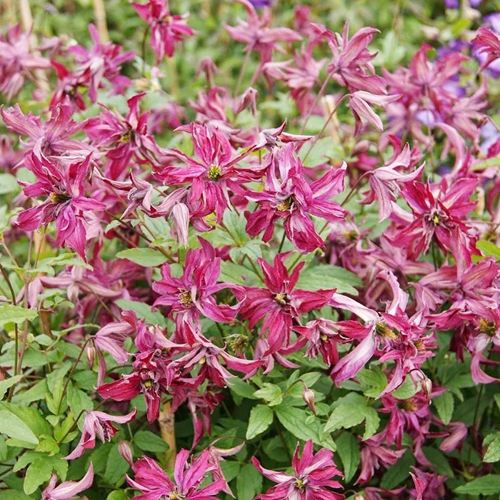 Клематис РОЗАЛИН в Петропавловске