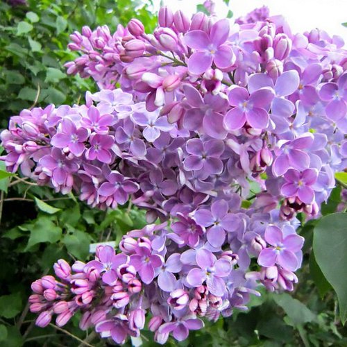 Сирень ОЛЯ в Петропавловске