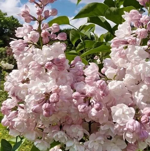 Сирень КРАСАВИЦА МОСКВЫ (привитая) в Петропавловске