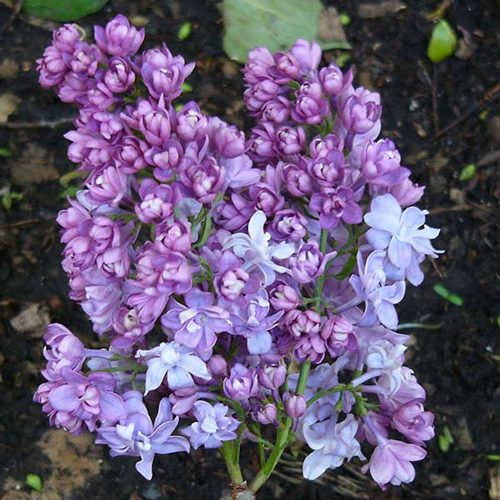 Сирень НАДЕЖДА в Петропавловске