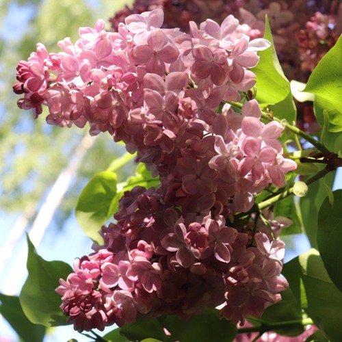 Сирень МЕДОВЫЙ СПАС в Петропавловске