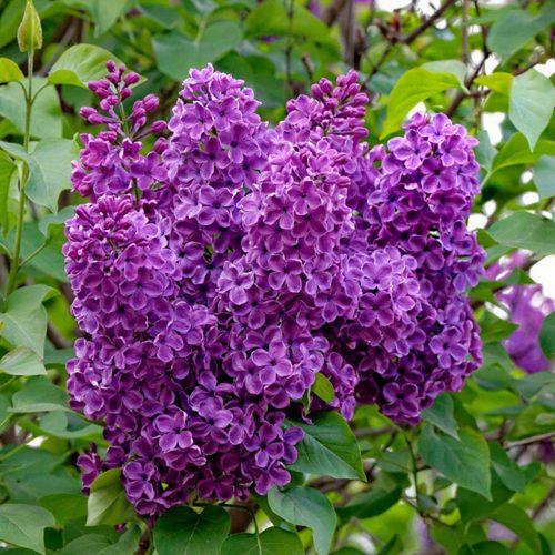 Сирень СУМЕРКИ в Петропавловске