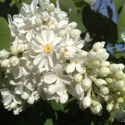 Сирень РОЧЕСТЕР в Петропавловске
