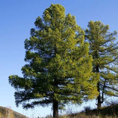 Лиственница сибирская в Петропавловске