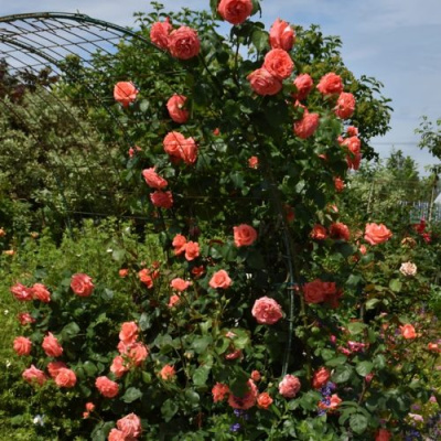 Роза ДИ ДИ БРИДЖУОТЕР плетистая в Петропавловске