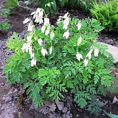 Дицентра красивая АВРОРА в Петропавловске