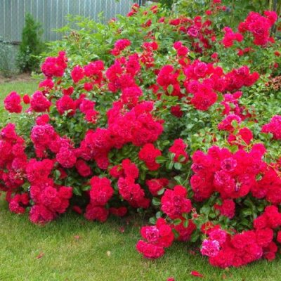 Роза почвопокровная РАДОСТЬ САДОВНИКА (ГАРТЕН ФРОЙДЕ) в Петропавловске