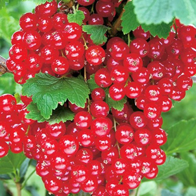 Смородина красная РУДНЕУС в Петропавловске