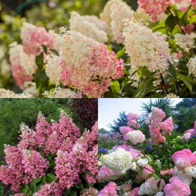 Комплект ЯГОДНОЕ МОРОЖЕНОЕ в Петропавловске