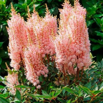 Астильба ЛУК ЭТ МИ японская в Петропавловске