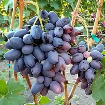 Виноград ТОРНАДО в Петропавловске