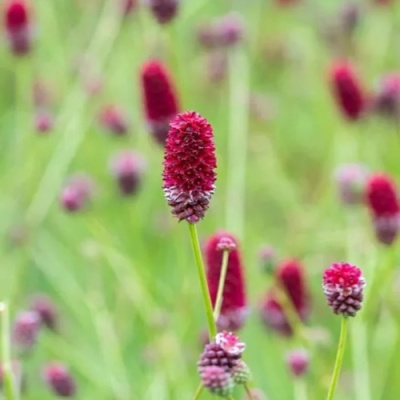Кровохлебка БИТЛВИНГЗ в Петропавловске