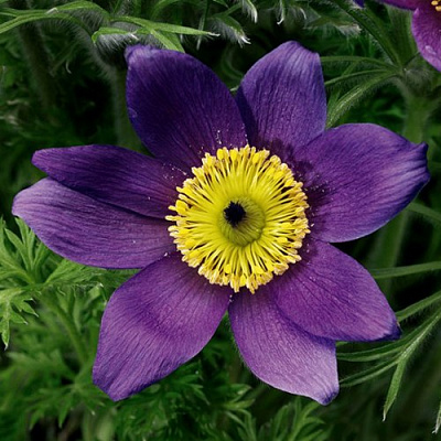 Прострел ПИНВИЛ БЛЮ ШЕЙДЕС в Петропавловске