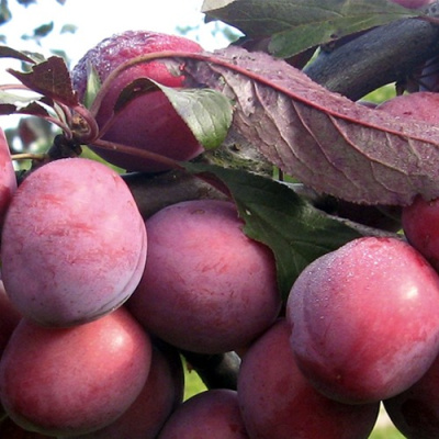 Слива ПАННА  в Петропавловске