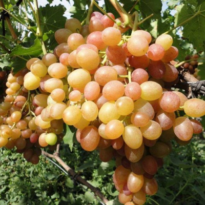 Виноград ХАМЕЛЕОН в Петропавловске