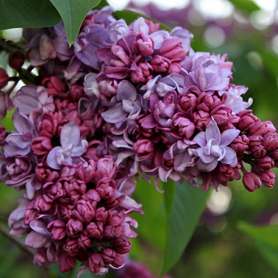 Сирень П.П.КОНЧАЛОВСКИЙ в Петропавловске