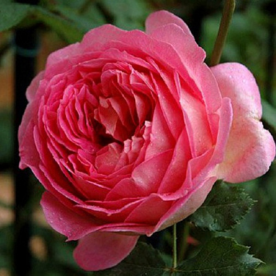 Роза ДЖУБИЛИ СЕЛЕБРЕЙШН английская в Петропавловске