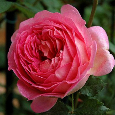 Роза ДЖУБИЛИ СЕЛЕБРЕЙШН английская в Петропавловске