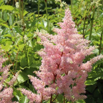 Астильба ЕВРОПА японская в Петропавловске