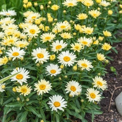 Нивяник БРОДВЕЙ ЛАЙТС великолепный в Петропавловске