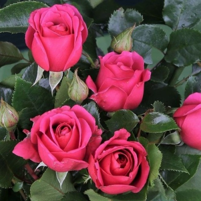 Роза ЛАВ ЛЕТТЕР флорибунда в Петропавловске