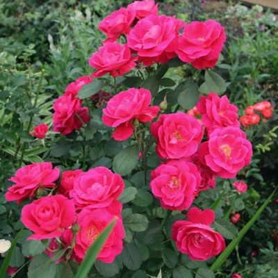 Роза ДЖОРДЖ ВАНКУВЕР флорибунда в Петропавловске