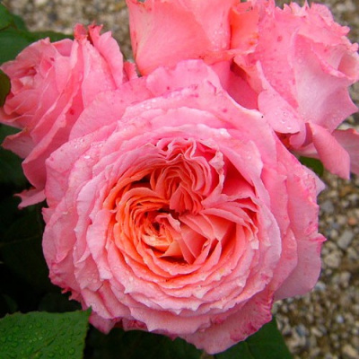 Роза ИНСТИТУТ ЛЮМЬЕР шраб в Петропавловске