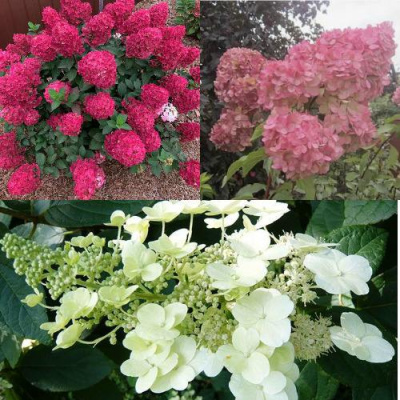 Комплект САД ЭМОЦИЙ в Петропавловске