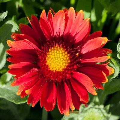 Гайлардия АРИЗОНА РЕД ШЕЙДС в Петропавловске