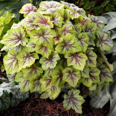 Гейхера ФАЕР ФРОСТ в Петропавловске