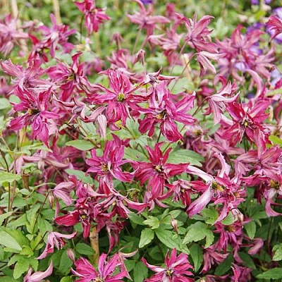 Клематис РОЗАЛИН в Петропавловске