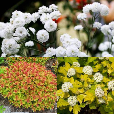 Комплект СОЛНЕЧНЫЙ МИКС в Петропавловске