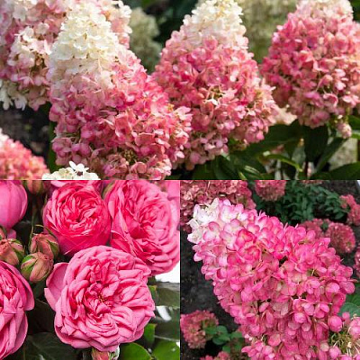 Комплект МАЛИНОВЫЙ ДЕСЕРТ в Петропавловске