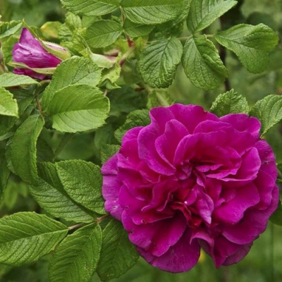 Шиповник ХАНСА в Петропавловске