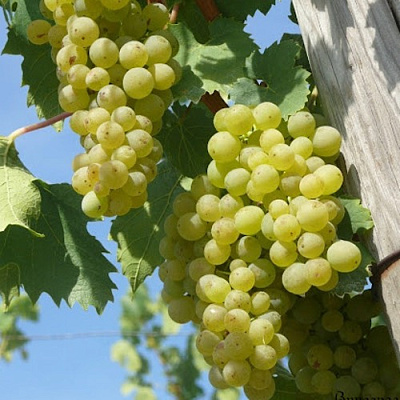 Виноград СОЛЯРИС в Петропавловске