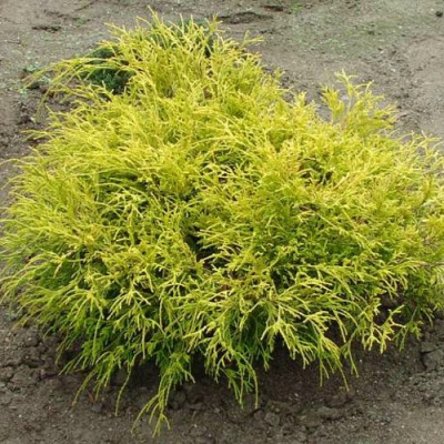 Кипарисовик ГОЛДЕН МОП горохоплодный в Петропавловске