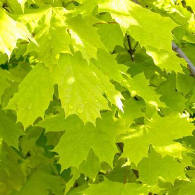 Клен ПРИНСЕТОН ГОЛД остролистный в Петропавловске