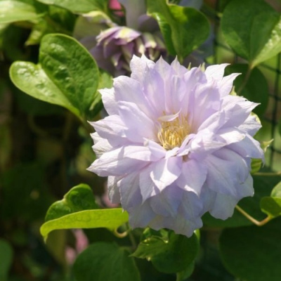 Клематис БЕЛЬ ОФ ВОРКИНГ в Петропавловске