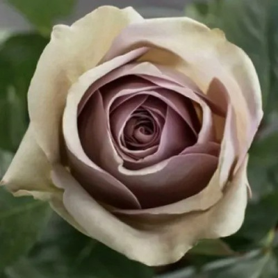 Роза АМНЕЗИЯ чайно-гибридная в Петропавловске