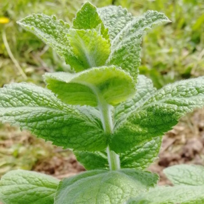 Мята яблочная в Петропавловске