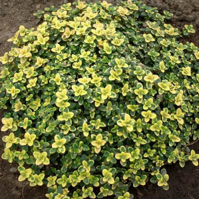 Тимьян ДОННА ВАЛЕЙ лимоннопахнущий в Петропавловске