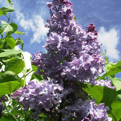 Сирень КРЫЛЬЯ НАДЕЖДЫ в Петропавловске