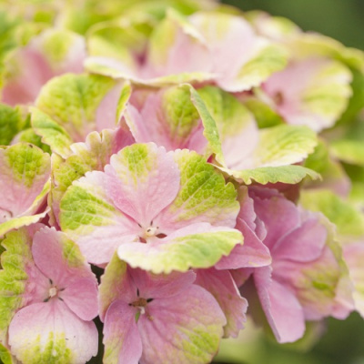 Гортензия МЭДЖИКАЛ КРИСТАЛЛ крупнолистная в Петропавловске