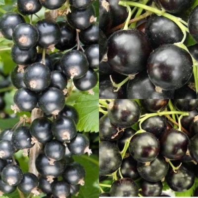 Комплект ЧЕРНАЯ СИЛА в Петропавловске