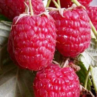 Малина ГЕРАКЛ в Петропавловске