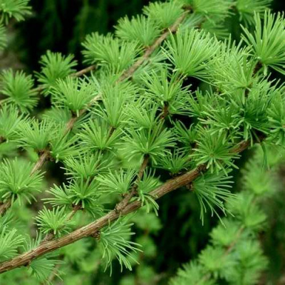 Лиственница европейская в Петропавловске