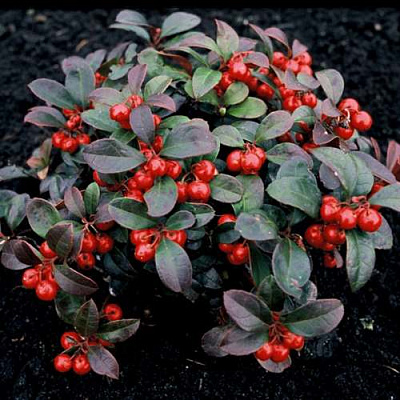 саженцы гаультерии