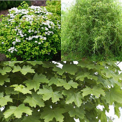 Комплект ЗЕЛЕНЫЙ ОАЗИС в Петропавловске