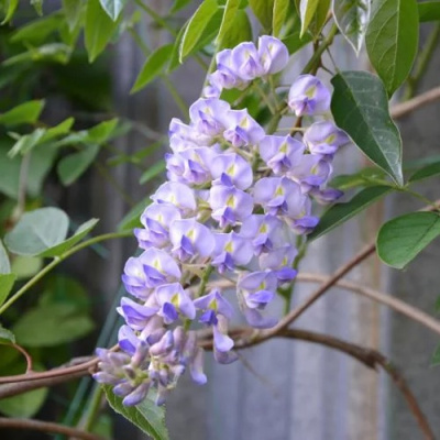 Глициния макростахия БЛЮ МУН в Петропавловске