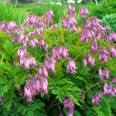 Дицентра изящная в Петропавловске